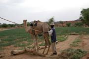 Camel is pumping water from well. Sahara desert. Niger.