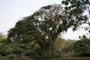 Limbe Botanic Garden. Cameroon.