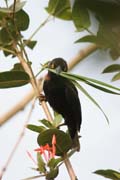 Weaver-bird is making his nest. Korup National Park. Cameroon.