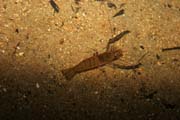 Crayfish, Korup National Park. Cameroon.