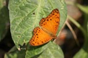 Butterfly, Korup National Park. Cameroon.