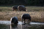 Hippos at Bénoué National Park (Parc National de la Bénoué). Cameroon.