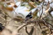 Bird near Lake Tison. Cameroon.