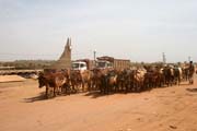 Cattle at N'Gaoundéré town street. Train station is at the back of the photo. Cameroon.