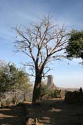 Baobab tree at Rhumsiki (Roumsiki) village at Mandara Mountains. Cameroon.
