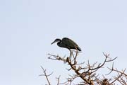 Grey Heron, Waza National Park. Cameroon.