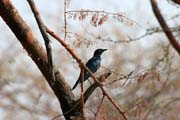 Glosy starling, Waza National Park. Cameroon.