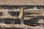 Antelope, Waza National Park. Cameroon.