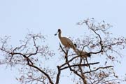 African Spoonbill, Waza National Park. Cameroon.