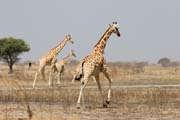 Giraffes. Waza National Park. Cameroon.