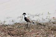 Bird, Waza National Park. Cameroon.