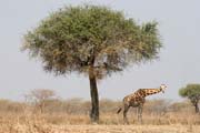 Giraffe. Waza National Park. Cameroon.