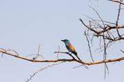 Lilac-breasted Roller, Waza National Park. Cameroon.