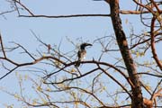 Yellow-billed Hornbill, Waza National Park. Cameroon.