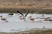 White Pelicans. Waza National Park. Cameroon.