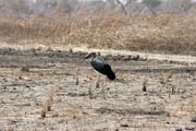 Marabu Stork, Waza National Park. Cameroon.