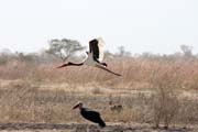 Saddle-billed stork, Waza National Park. Cameroon.