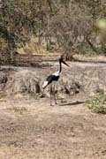 Saddle-billed stork, Waza National Park. Cameroon.