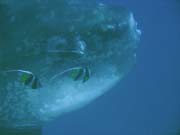 Ocean Sunfish (Mola Mola) at Crystal Bay dive site near Nusa Penida island. Bali,  Indonesia.