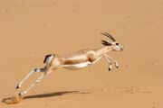 Even at Sahara desert there is a life - wonderful gazelle. Niger.
