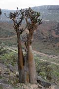 Socotran Desert Rose (Adenium obesum sokotranum). Dixam Plateau. Socotra (Suqutra) island. Yemen.