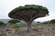 Endemic tree Dragon's blood (Dracaena cinnabari) at Dixam Plateau. Socotra (Suqutra) island. Yemen.