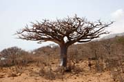 Baobab at Socotra (Suqutra) island. Yemen.