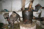 Using camel for pressing oil from sesame seeds. Old quarter of Sana capitol. Yemen.