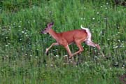 Deer, North Shore area, Minnesota. United States of America.