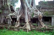 Preah Khan tempel - one of the few left in the jungle. Angkor Wat temples area. Cambodia.