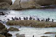 Penguins at Boulders Beach. South Africa.