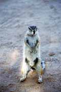 Cape ground squirrel, Kalahari Gemsbok National Park. South Africa.