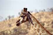 Giraffe, Pilansberg National Park. South Africa.