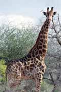 Giraffe, Kruger National Park. South Africa.