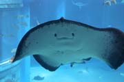 Ray. Aquarium at Osaka. Japan.