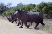 White rhino, Kruger National Park. South Africa.