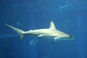 Hammerhead shark. Aquarium at Osaka. Japan.
