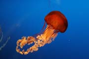 Jellyfish. Aquarium at Osaka. Japan.