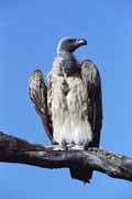 White backed vulture, Kruger National Park. South Africa.