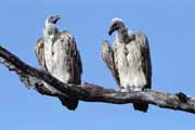 White backed vultures, Kruger National Park. South Africa.