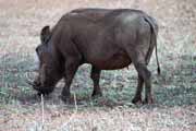 Warthog, Kruger National Park. South Africa.