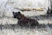 Spotted hyaena, Kruger National Park. South Africa.
