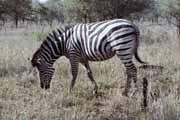 Zebra, Kruger National Park. South Africa.