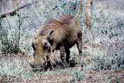 Warthog, Kruger National Park. South Africa.