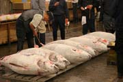 Morning tuna auction. Sellers are checking quality of tunas. Tsukiji fish market, Tokyo. Japan.
