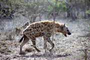 Spotted hyaena, Kruger National Park. South Africa.