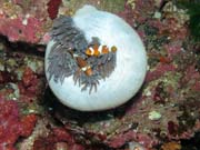Anemone and Clown Anemonefish. Richelieu Rock dive site. Thailand.