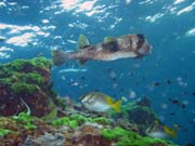 Spotted porcupinefish (Diodon hystrix). Richelieu Rock dive site. Thailand.