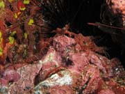 Shrims (Hingebeak Shrimp). Richelieu Rock dive site. Thailand.