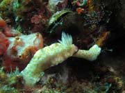 Nudibranch - Chromodorididae. Richelieu Rock dive site. Thailand.